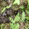 Plants: image 79 Of 208 Thumb